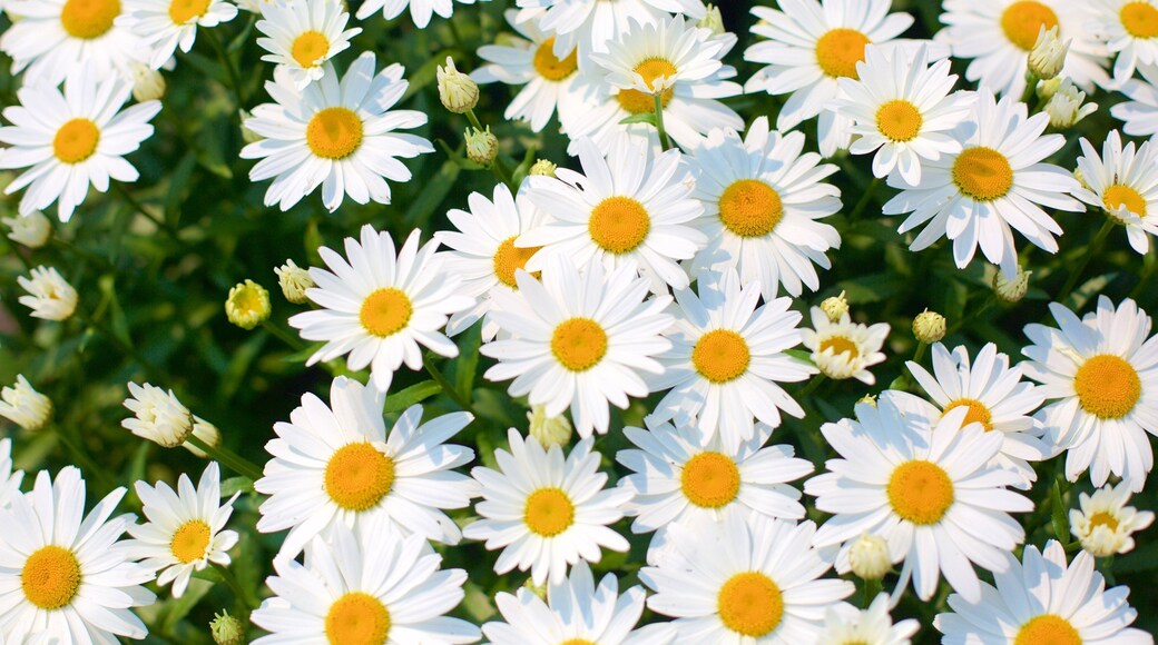 Don Mills showing a park and flowers