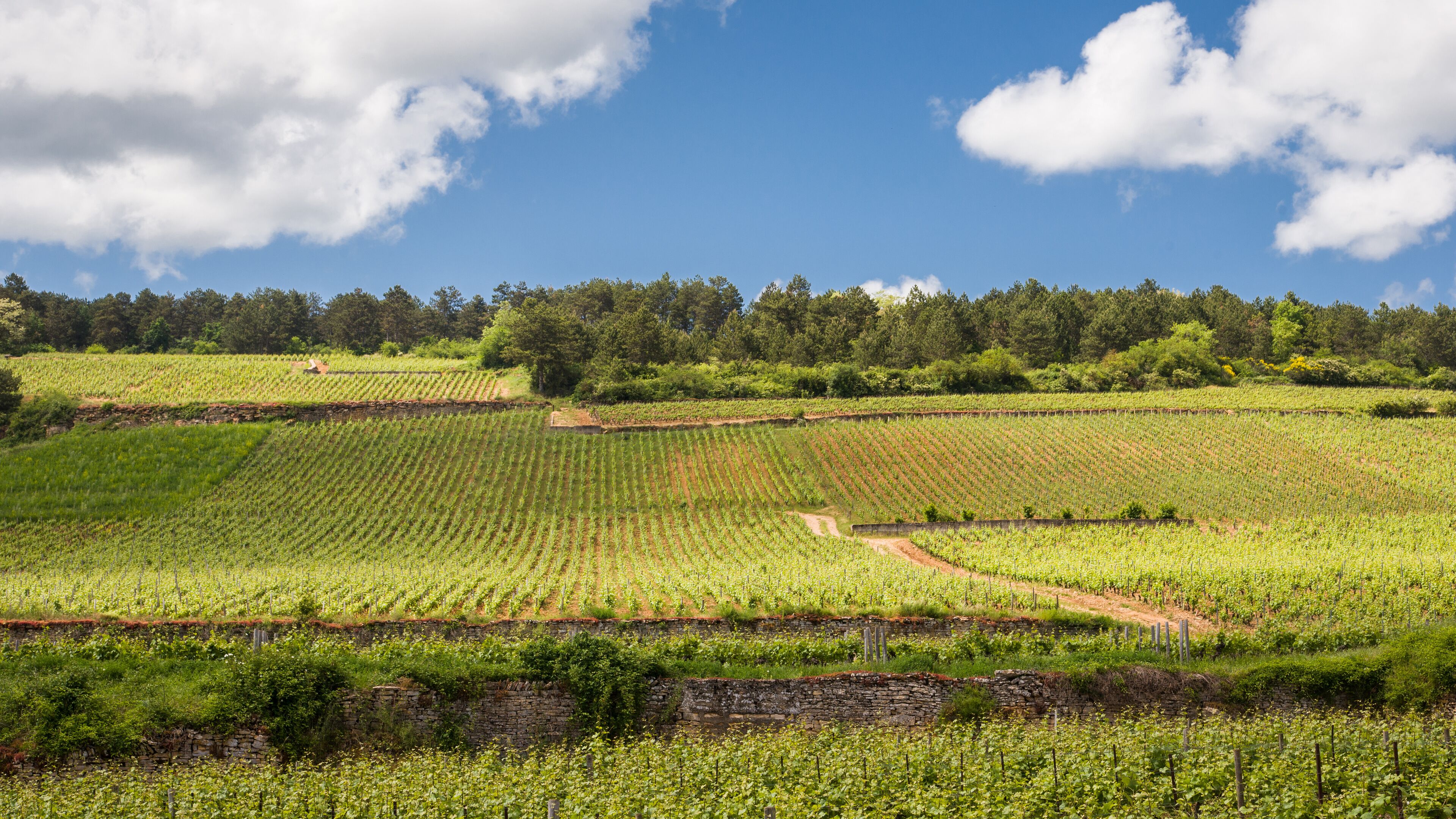 Paysage de vignes en été. Vignoble bourguignon. Côteaux de vignobles. Viticulture estivale. Vignes en France. Rangs de vignes sur une pente de colline.