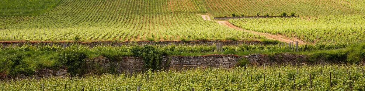 Paysage de vignes en été. Vignoble bourguignon. Côteaux de vignobles. Viticulture estivale. Vignes en France. Rangs de vignes sur une pente de colline.