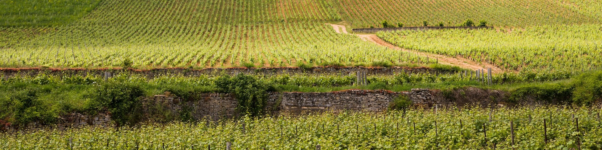 Paysage de vignes en été. Vignoble bourguignon. Côteaux de vignobles. Viticulture estivale. Vignes en France. Rangs de vignes sur une pente de colline.