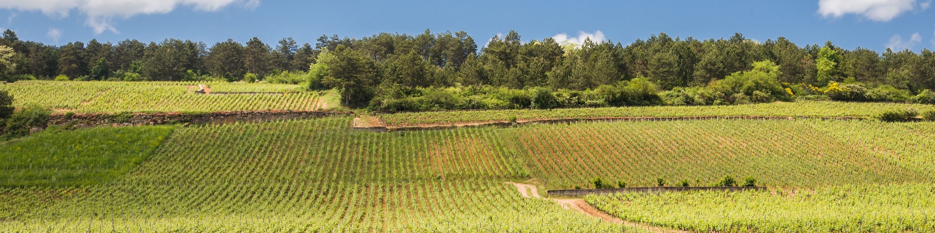 Paysage de vignes en été. Vignoble bourguignon. Côteaux de vignobles. Viticulture estivale. Vignes en France. Rangs de vignes sur une pente de colline.