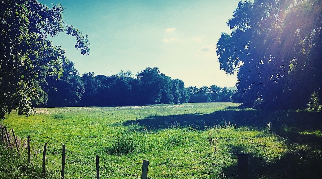 Sunny countryside between France and Switzerland (Ferney-Voltaire - France)
August 2016 - Iphone 6
#Ferney-Voltaire #France #Europe #Countryside