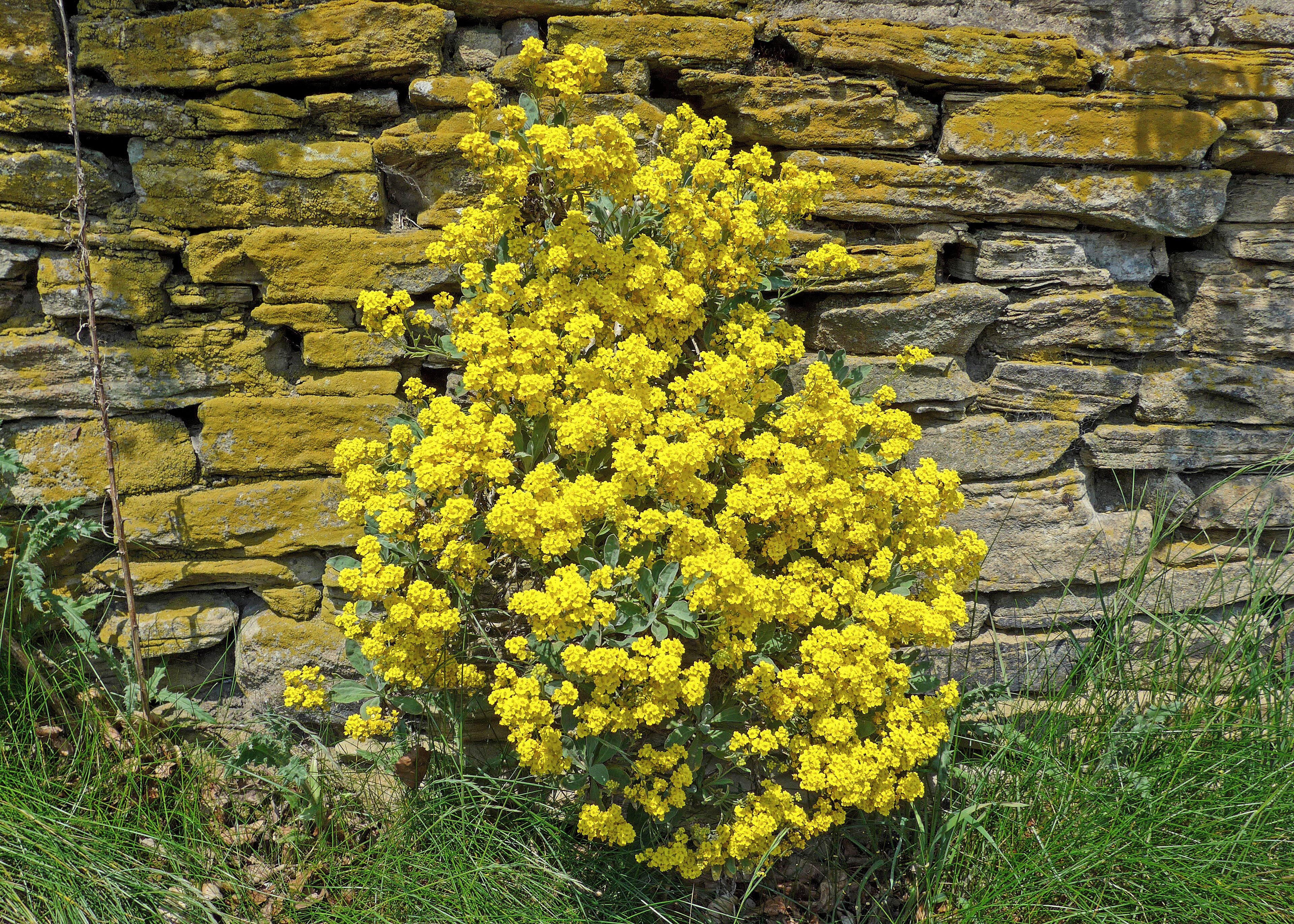 Yellow flowers in the wall