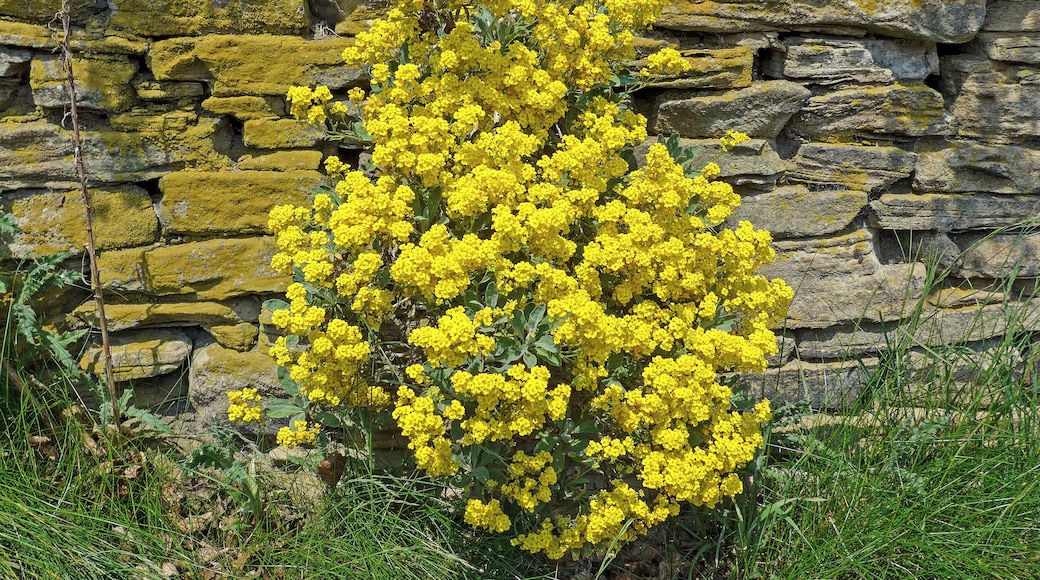 Yellow flowers in the wall