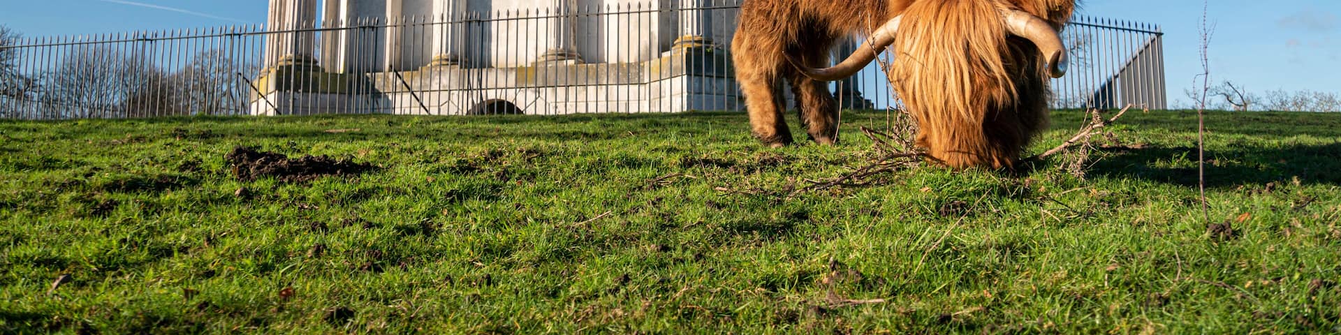 A highland cow grazing in front of Darnley Mausoleum, a restored 18th century mausoleum set in peaceful public woodland. in Kent, UK