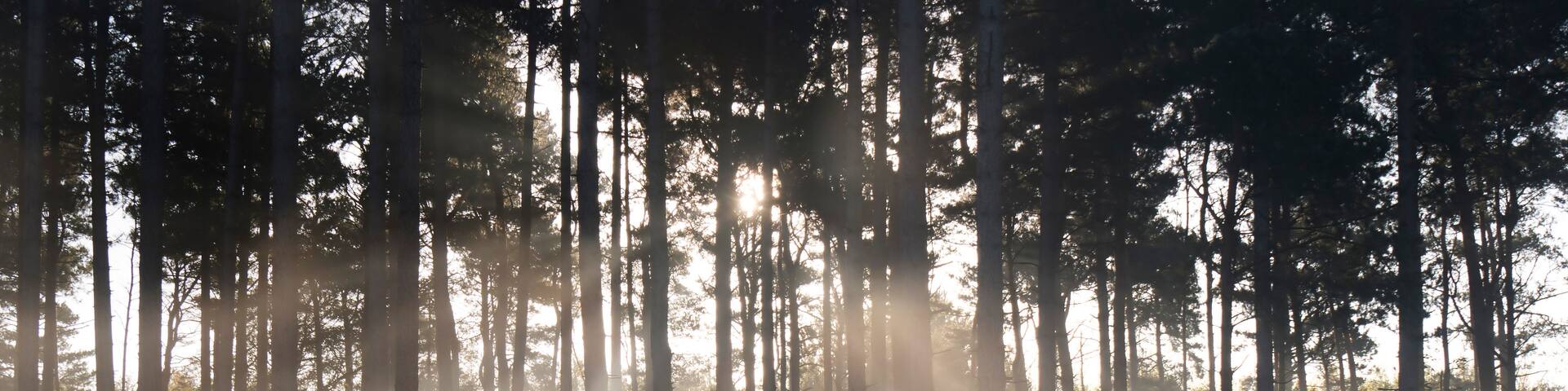UK, England, Surrey, Forest sunbeams winter Esher Common