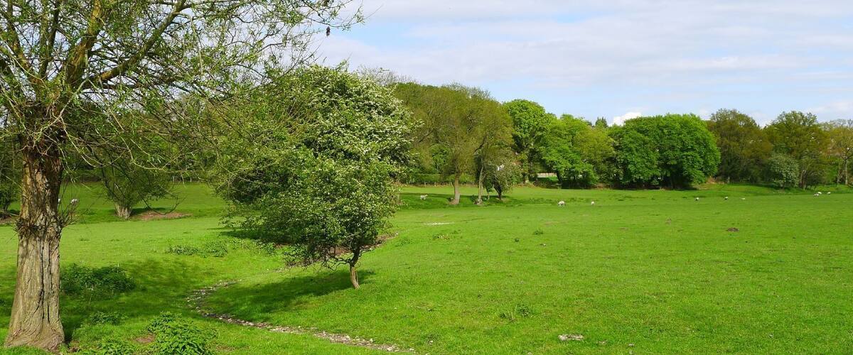 A grassy field with a dirt path, trees, and sheep grazing.
