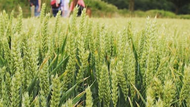 Just a short train ride out of London to Harpenden and then you can be out in the country after only a short walk from the train station.
There are numerous pubs out and about so you can plan a route and enjoy a pub lunch halfway around. Great to escape the hustle and bustle of the city for a day.
#lifeatexpedia #thegreatoutdoors