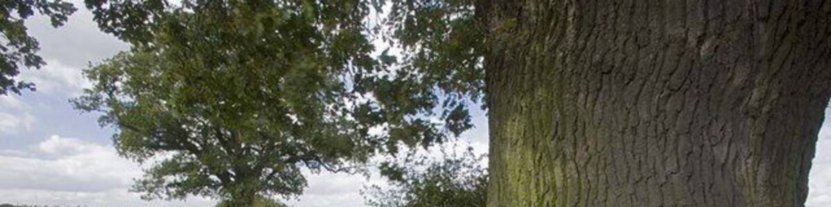 Oak trees at the edge of Rothamsted Rothamsted is the largest agricultural research centre in the UK and probably the oldest agricultural research station in the world.
