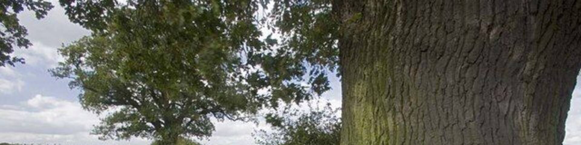 Oak trees at the edge of Rothamsted Rothamsted is the largest agricultural research centre in the UK and probably the oldest agricultural research station in the world.