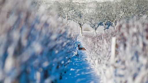 マルサネ ラ コート