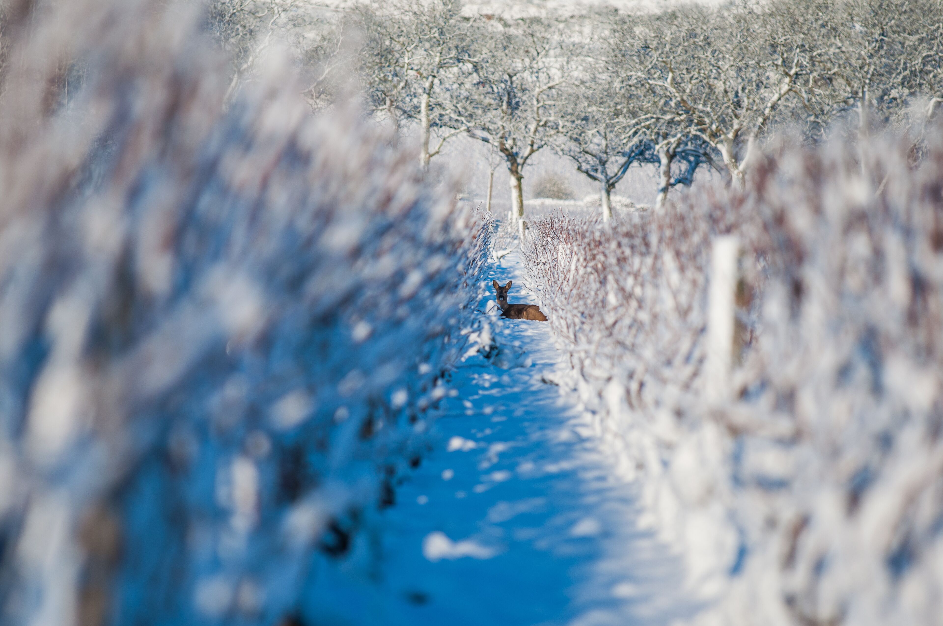 A snow-covered path with bare trees and a deer in the distance.