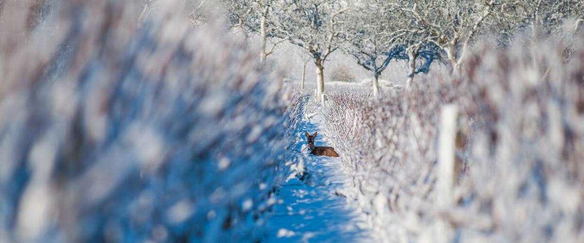 A snow-covered path with bare trees and a deer in the distance.