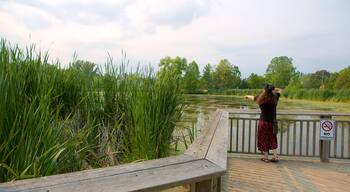 Thornhill mostrando laghetto e parco cosi come ragazza