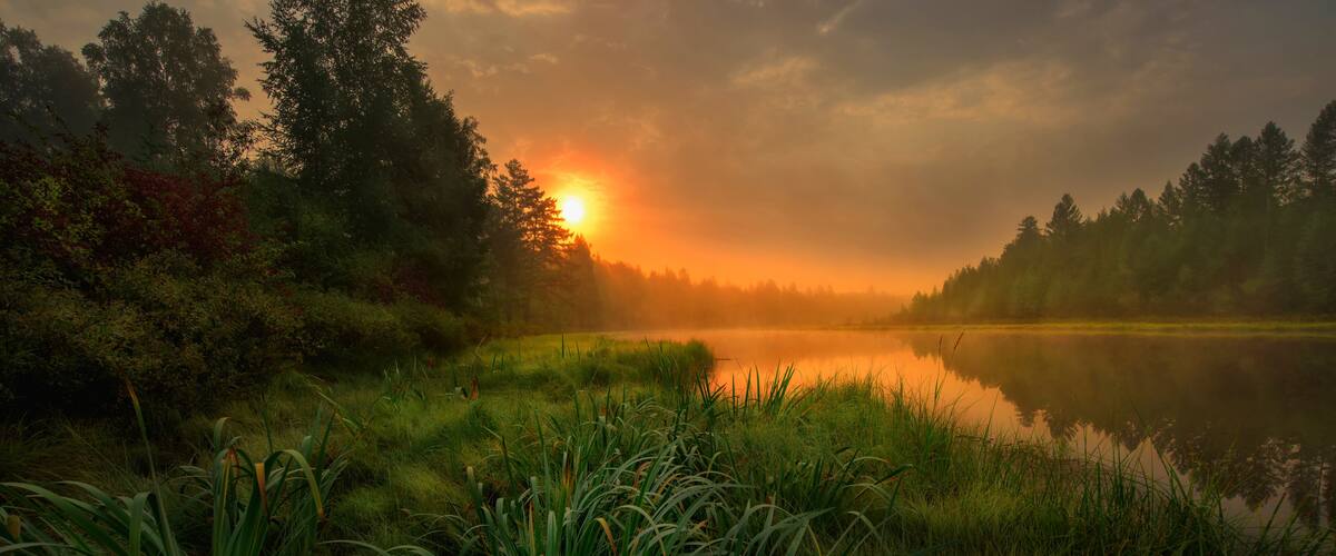 A sunrise over a calm lake surrounded by dense forest and tall grass.