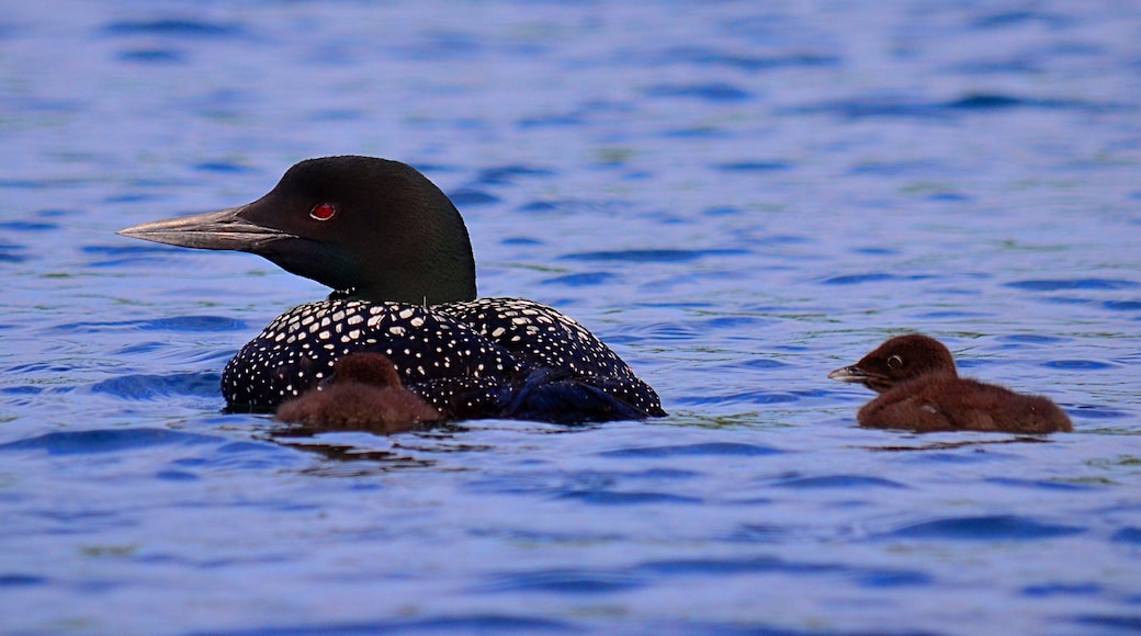 Adult Common Loon & Chicks (Gavia immer) on Freehand Lake, Killarney Provincial Park, Ontario, Canada.