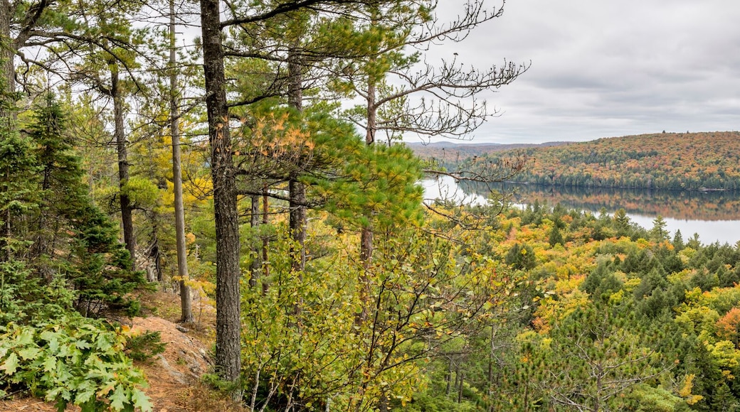 Panorama Looking Out Over a Lake Surrounded by Forest in Autumn