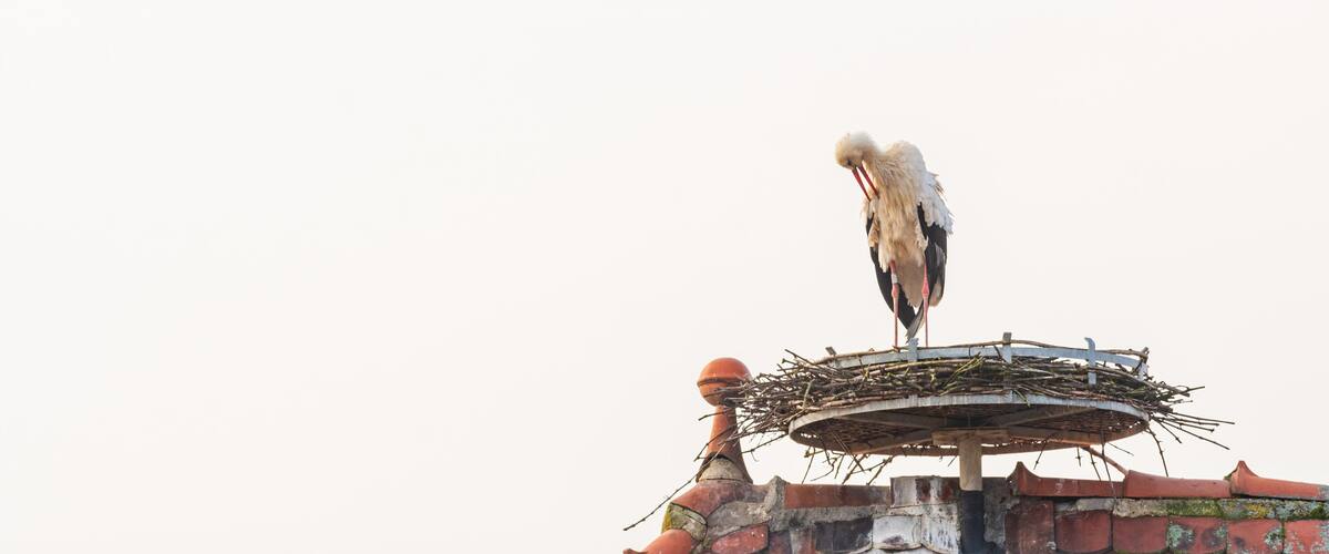 A stork standing on a nest atop a building with a red-tiled roof.