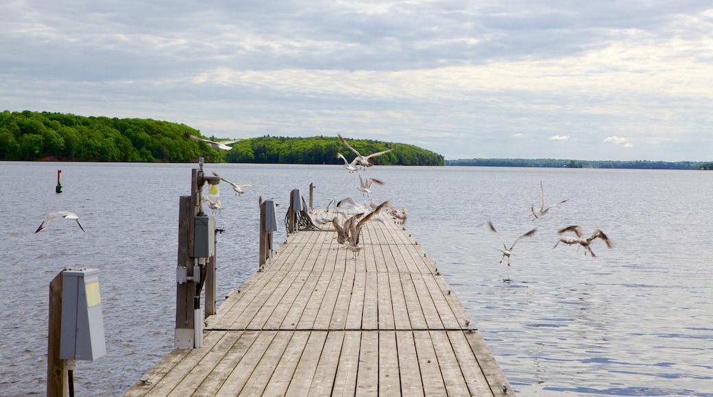 Westport que incluye vida de las aves