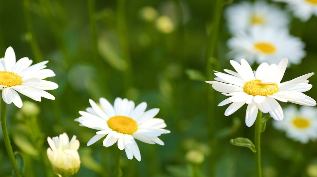 Rexdale mostrando fiori e parco