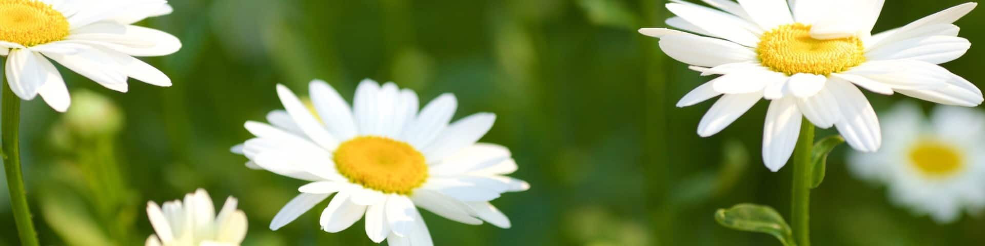 Rexdale which includes flowers and a park