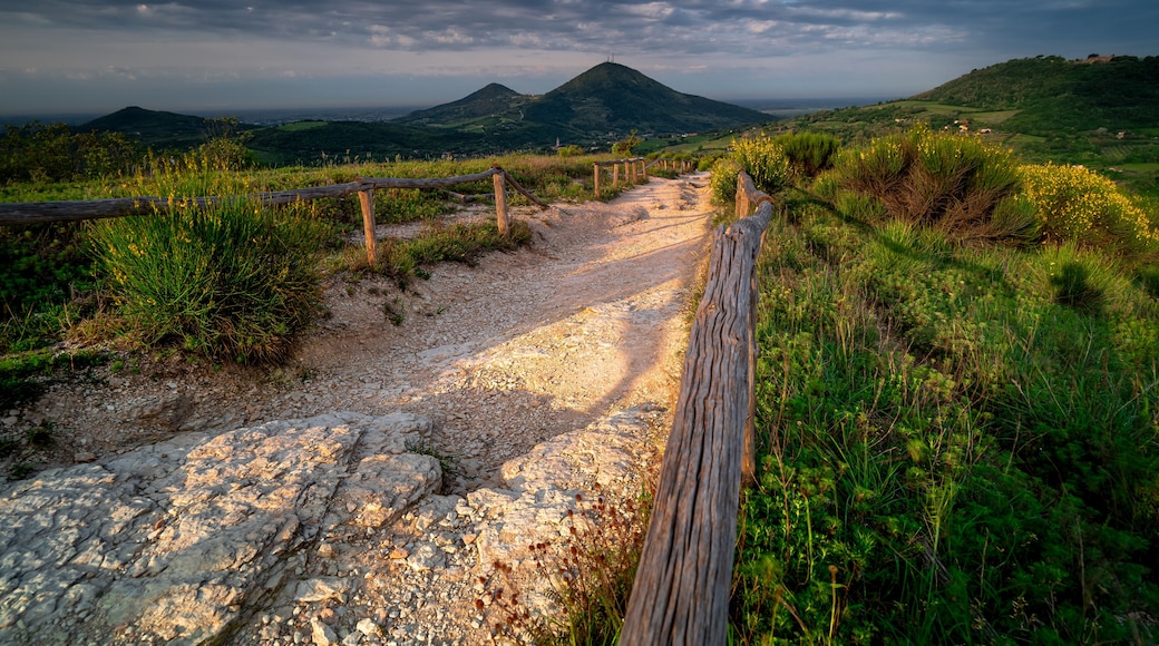 Colli Euganei, Italy. Vineyards of Italy. Hiking area near Padua. Pianoro del Mottolone trail.