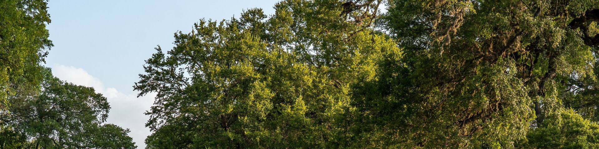 Man, person, rider on a bicycle along a path through a grove of oak trees and grass level area, Swede Creek Park, Cordillera Ranch, Boerne, Hill Country, Texas