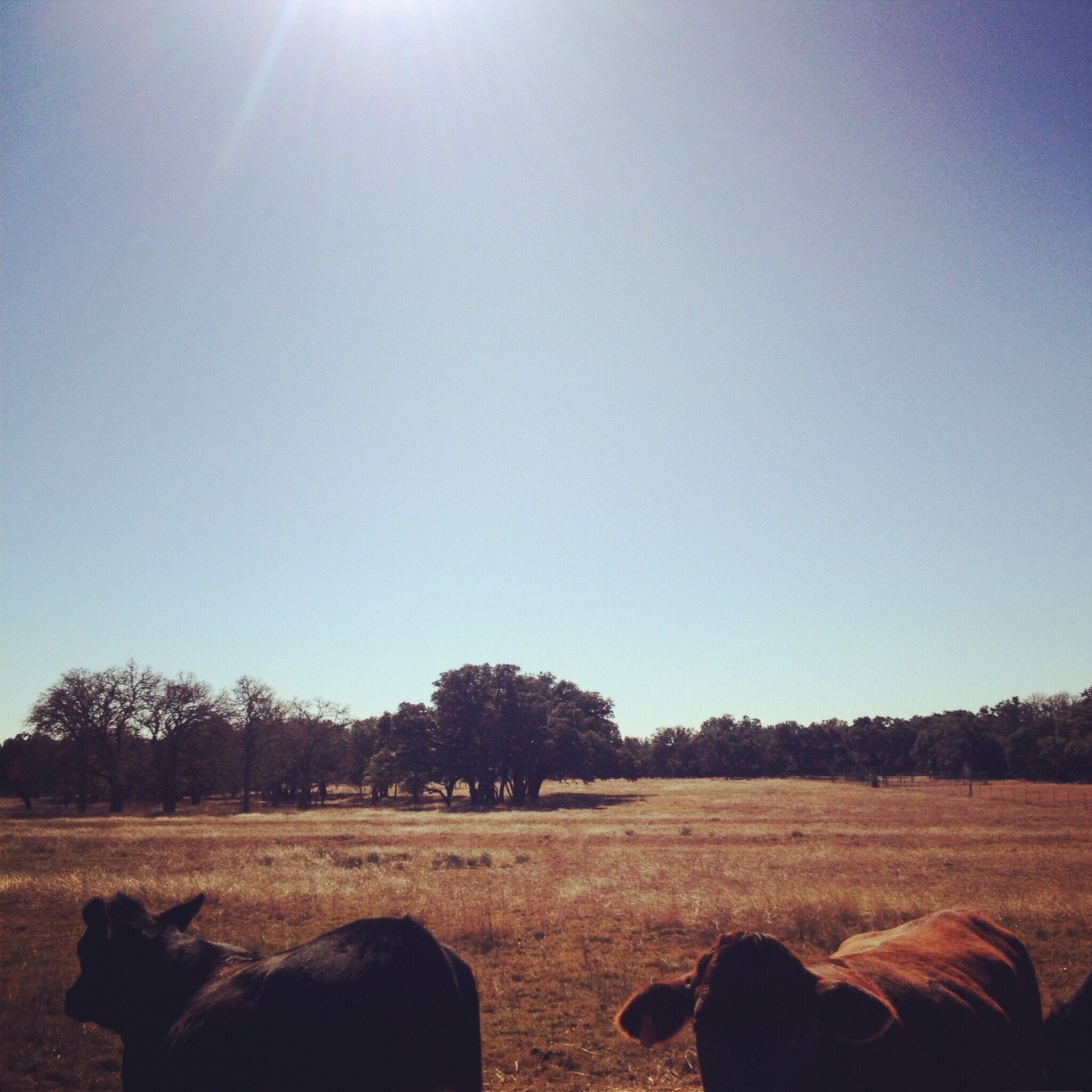 Years from now, scientists will conduct studies about how I grew up here and still don't own a pair of cowboy boots. #LifeAtExpedia