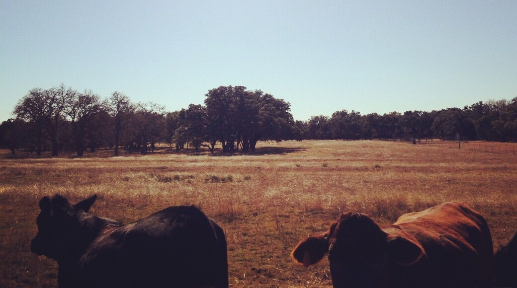 Years from now, scientists will conduct studies about how I grew up here and still don't own a pair of cowboy boots. #LifeAtExpedia