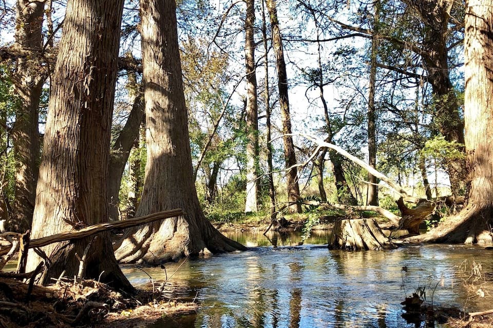 Un bosque con un arroyo cristalino rodeado de árboles altos.