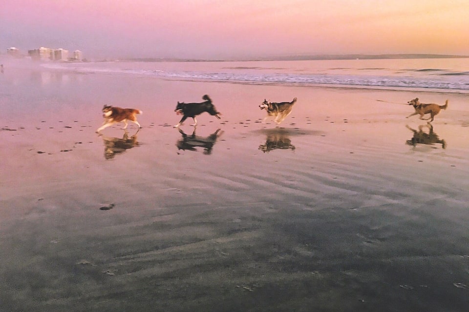 A beach with dogs running on the wet sand during sunset.