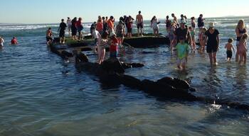 The 300 ft long SS Monte Carlo shipwreck on the Coronado Beach that ran aground during a storm in 1937. The shipwreck can only be seen during a negative low tide.