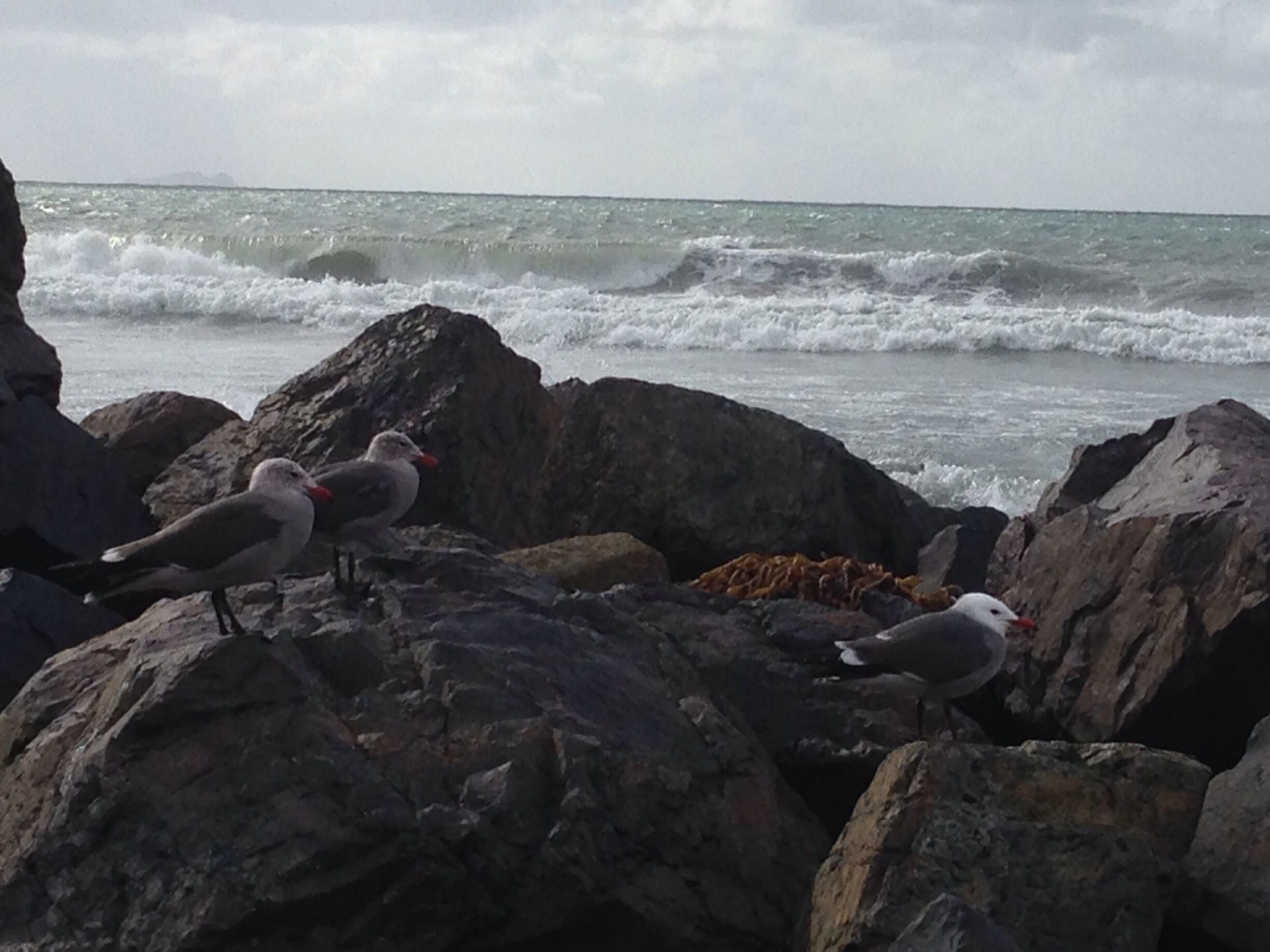 Beach in front of the Del Coronado hotel