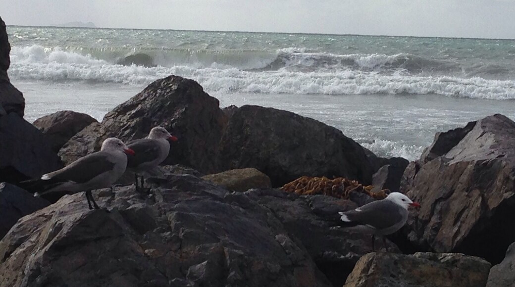 Beach in front of the Del Coronado hotel