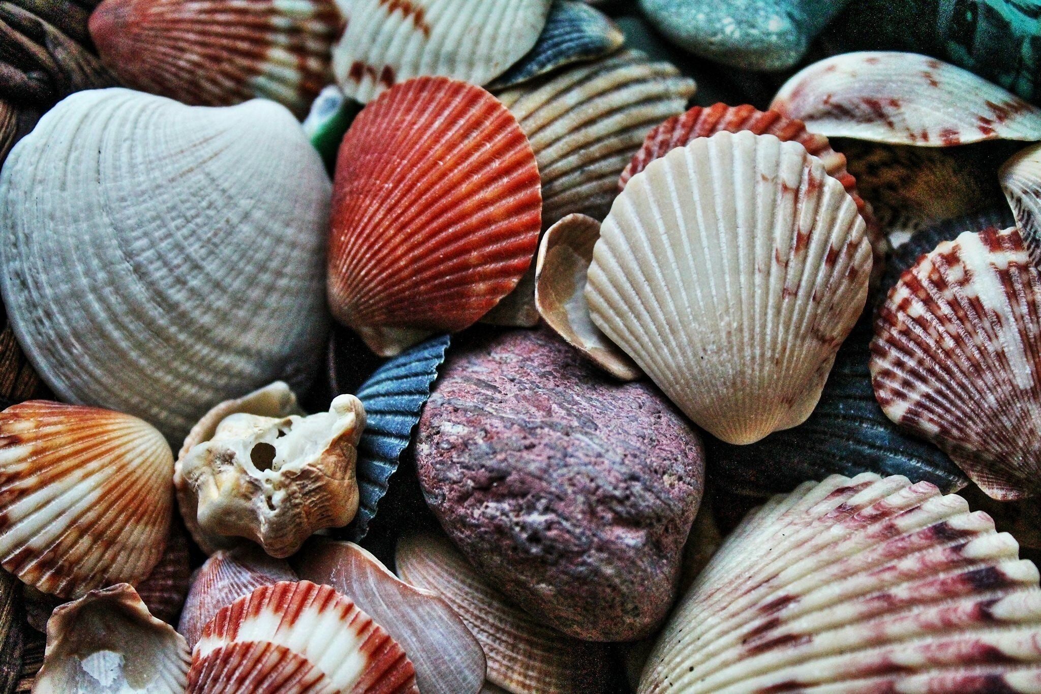 Love looking for seashells and sand dollars. Then this beach is a must. Here are a few shells from my collection. This is a quiet beach, sometimes I've been the only one there.