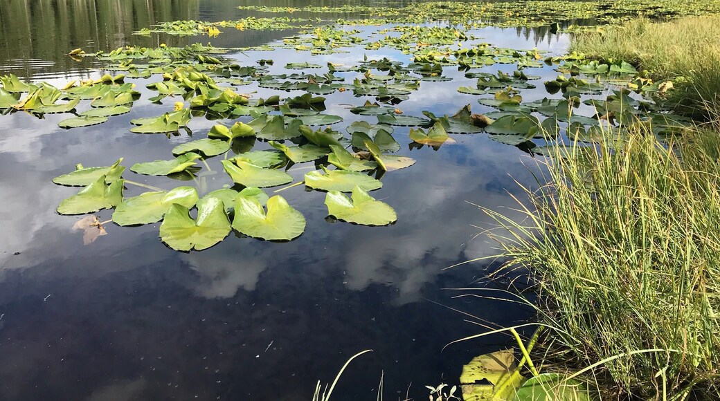 High alpine lake. Great hike. 3.5 miles from trail head. 431 elevation gain. Easy to hike, bike or xc ski. Absolutely stunning especially with lilies.