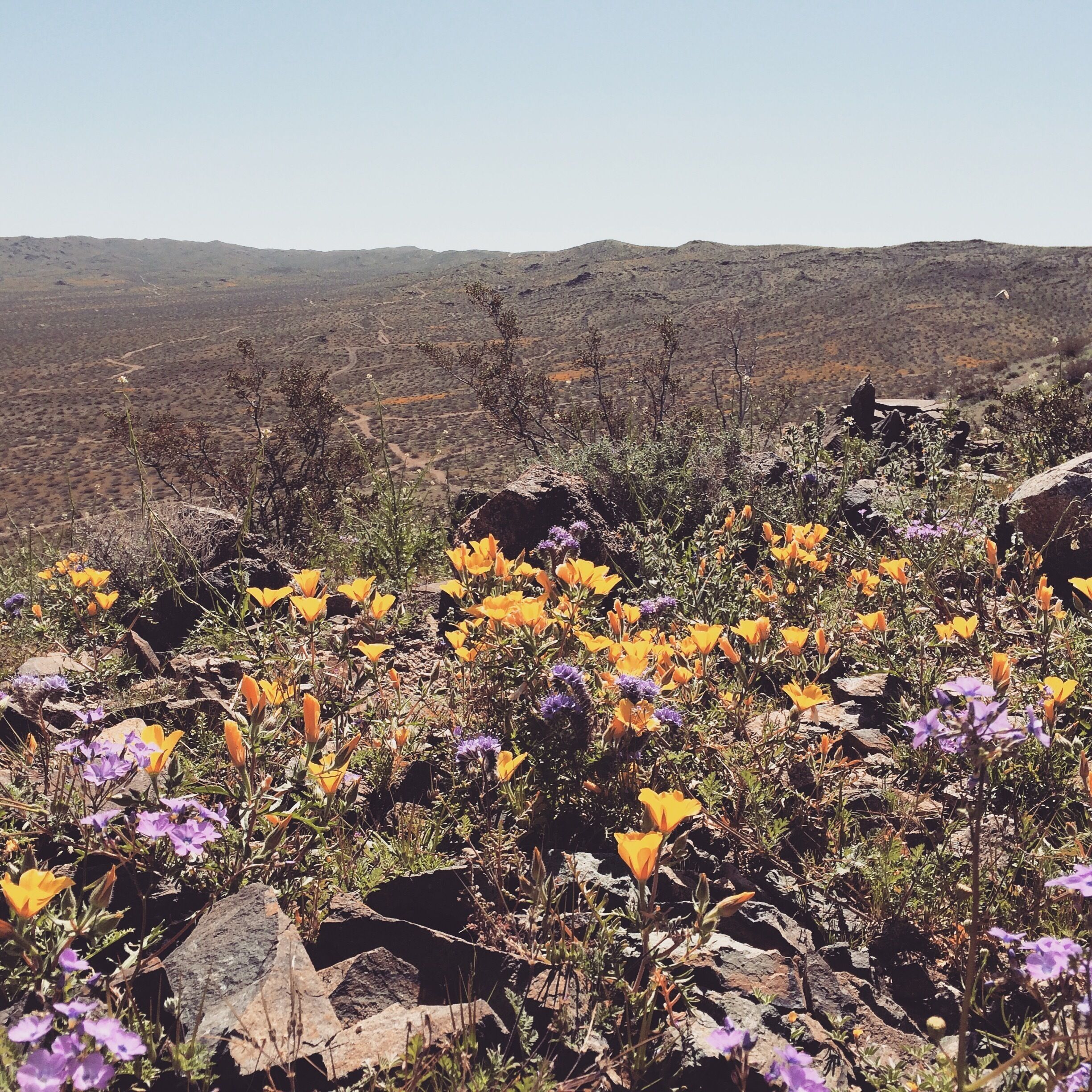 Lone Ridge trail in Ridgecrest is awash in yellows and purples right now. Desert wildflowers make for a beautiful start to this Sunday!