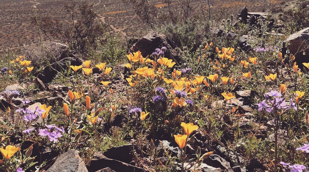 Lone Ridge trail in Ridgecrest is awash in yellows and purples right now. Desert wildflowers make for a beautiful start to this Sunday!