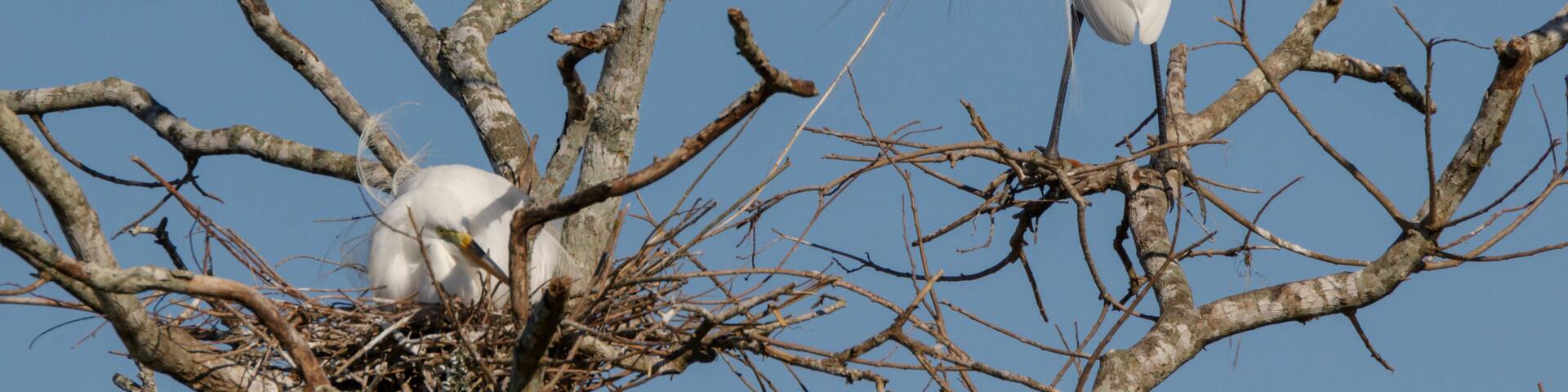 Great egret (Ardea alba) pair displaying breeding plumage near the nest during breeding season, Alvin, Texas, USA.