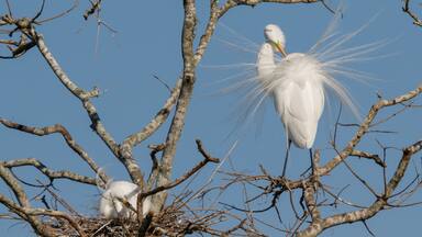 Great egret (Ardea alba) pair displaying breeding plumage near the nest during breeding season, Alvin, Texas, USA.