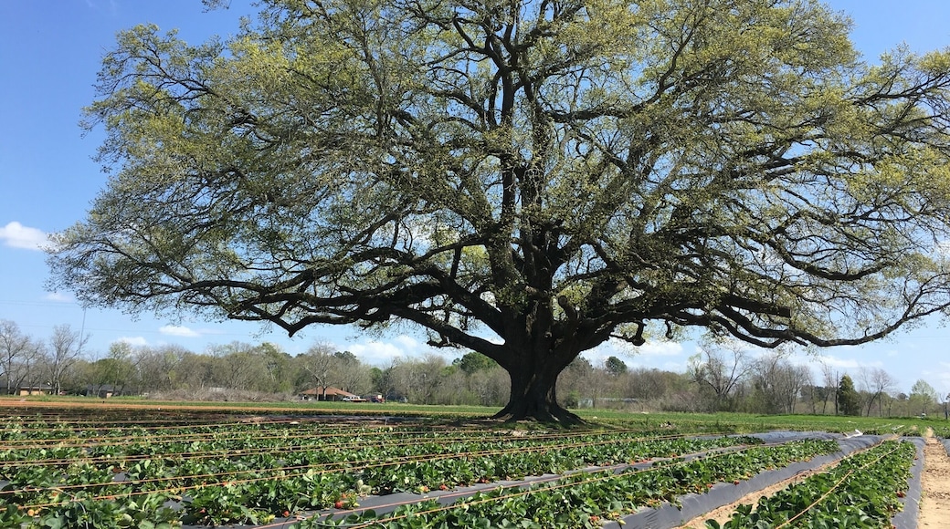 It's strawberry picking now in Houston!!