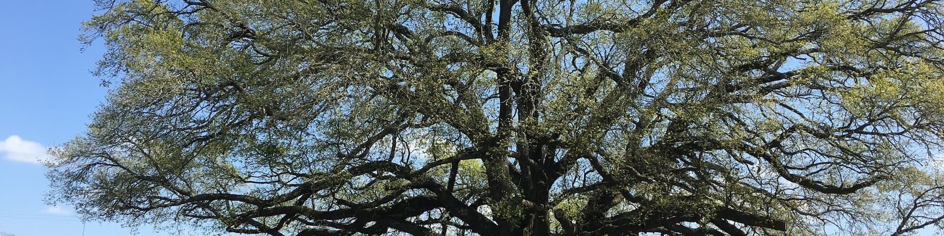 It's strawberry picking now in Houston!!