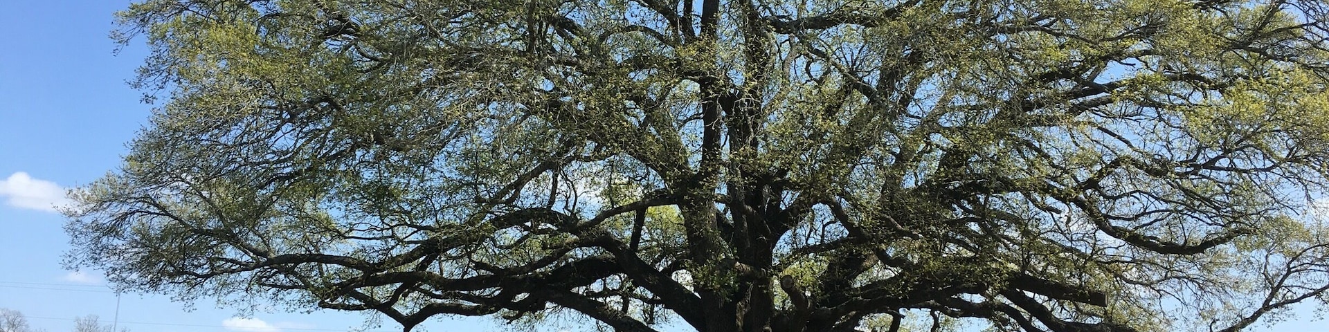 It's strawberry picking now in Houston!!
