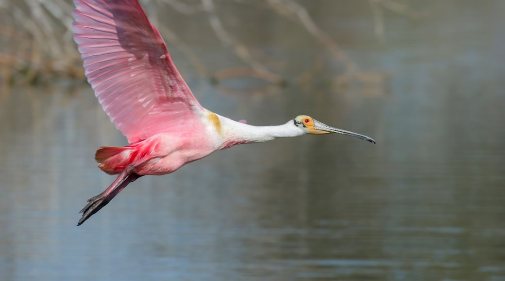 Roseate spoonbill (Platalea ajaja) flying over lake, ALvin, Texas