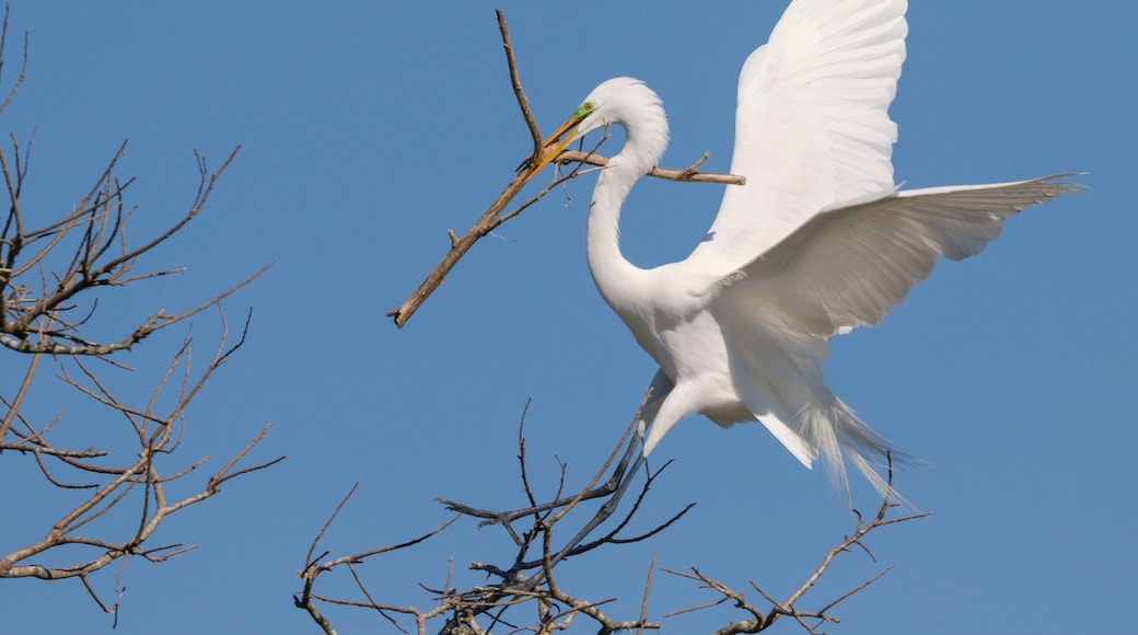 Great egret (Ardea alba) bringing a stick for nest, Alvin, Texas, USA.