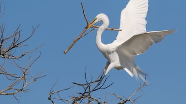 Great egret (Ardea alba) bringing a stick for nest, Alvin, Texas, USA.