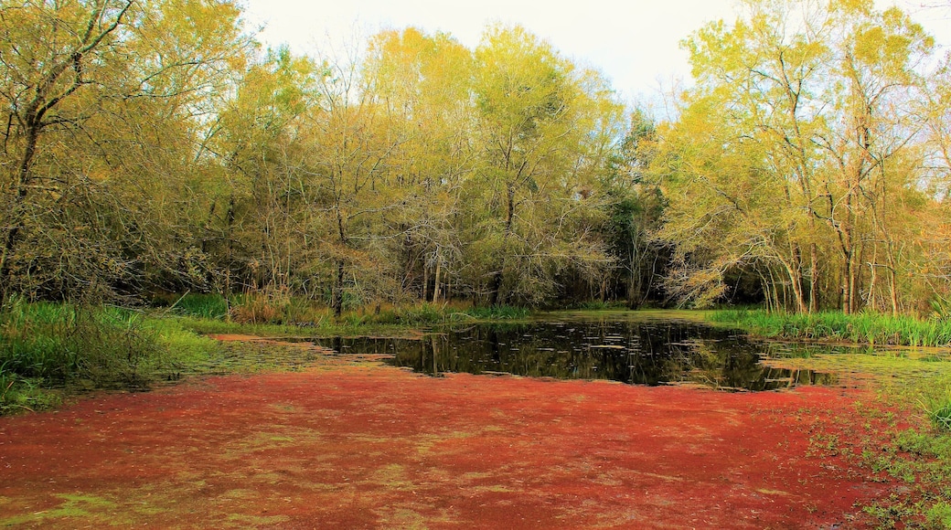 A rural wetlands part of my hometown, in suburban Houston! Taken in December. And my 1st ever post here of my hometown. You've seen my travel photos and you've seen my new city Kirov, Russia. So here is suburban Houston :). And some of the beautiful wetlands and marshes! I grew up and lived almost all my life in the crowded suburbs, but this park is a quite rural and isolated part! Quite idyllic :). It's at the Armand Bayou Nature Center in southeast Houston. I was home for the holidays and my dad and I went to the park :). I haven't been to this park in many years! It's surreal how much wilderness is here, as it's in the middle of a typical American suburb. Albeit one with a lot of history and economic importance (NASA, oil refineries, etc).. It was a peaceful late autumn walk! Even though it is technically the winter season ;). But autumn begins & finishes late here!
And I love the scene here with the red marsh! One of my favorite parts of the park! And so much other great wetlands! The 2,500-acre (10 km2) nature center is the largest urban wilderness preserve in the United States. Founded in 1974, the center consists of a boardwalk through forest and marshes, live animal displays, bison and prairie platforms and butterfly gardens.