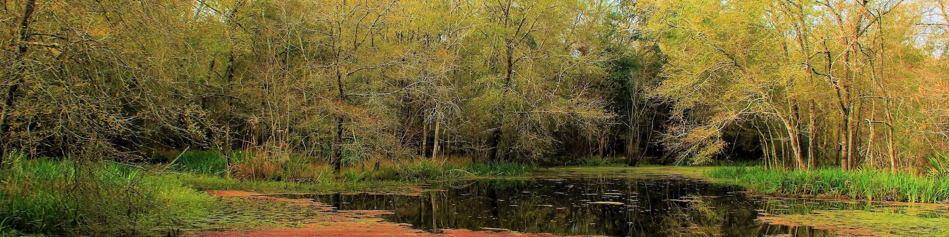 A rural wetlands part of my hometown, in suburban Houston! Taken in December. And my 1st ever post here of my hometown. You've seen my travel photos and you've seen my new city Kirov, Russia. So here is suburban Houston :). And some of the beautiful wetlands and marshes! I grew up and lived almost all my life in the crowded suburbs, but this park is a quite rural and isolated part! Quite idyllic :). It's at the Armand Bayou Nature Center in southeast Houston. I was home for the holidays and my dad and I went to the park :). I haven't been to this park in many years! It's surreal how much wilderness is here, as it's in the middle of a typical American suburb. Albeit one with a lot of history and economic importance (NASA, oil refineries, etc).. It was a peaceful late autumn walk! Even though it is technically the winter season ;). But autumn begins & finishes late here!
And I love the scene here with the red marsh! One of my favorite parts of the park! And so much other great wetlands! The 2,500-acre (10 km2) nature center is the largest urban wilderness preserve in the United States. Founded in 1974, the center consists of a boardwalk through forest and marshes, live animal displays, bison and prairie platforms and butterfly gardens.