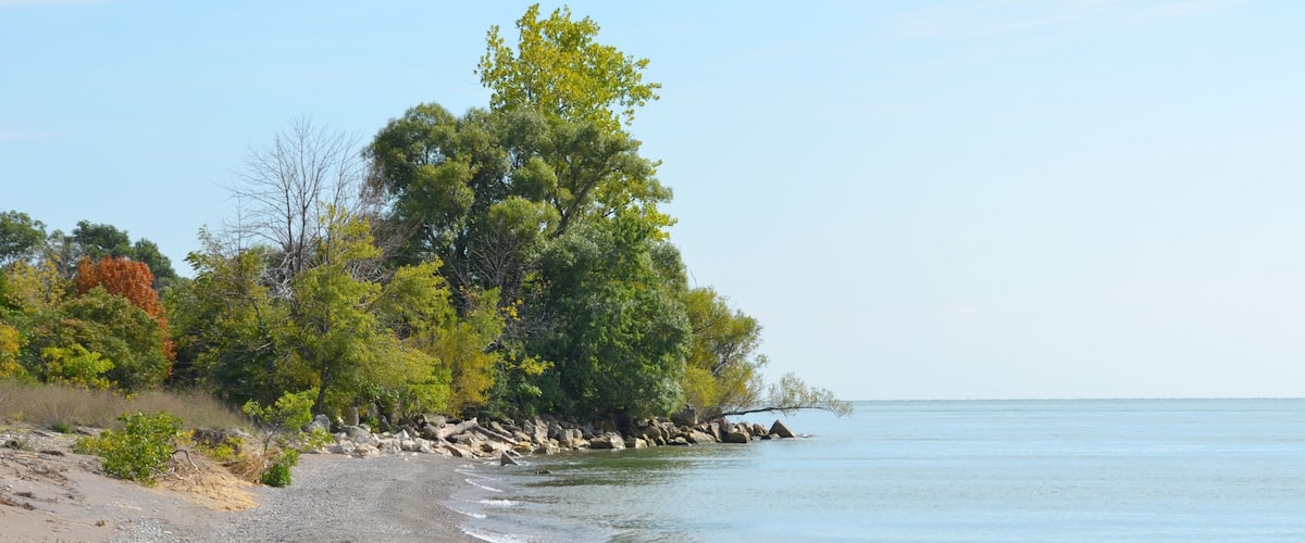 A pebble beach with a large tree and calm water.