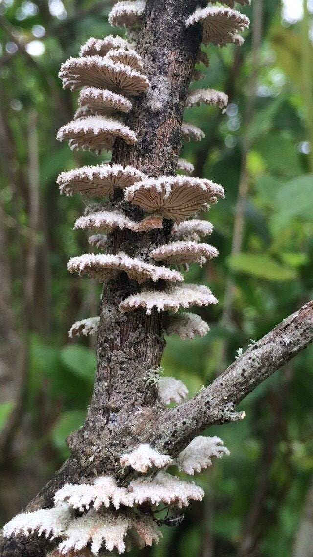 Cool looking mushrooms 